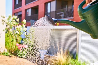Bewässerung: Gießen Sie Ihre Pflanzen richtig, damit das Wasser auch im Boden versickern kann.
