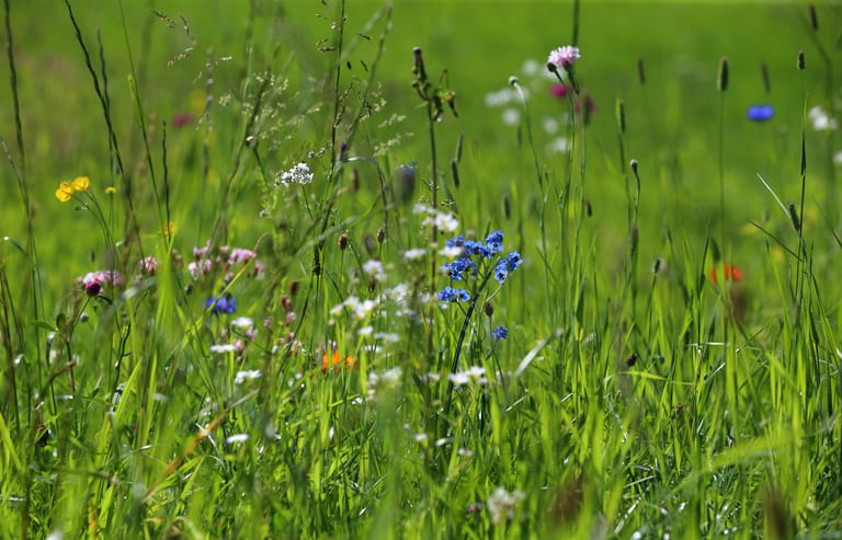 Gartengestaltung: Wildblumen statt eines Rasens brauchen viel weniger Pflege, denn das regelmäßige Mähen entfällt.