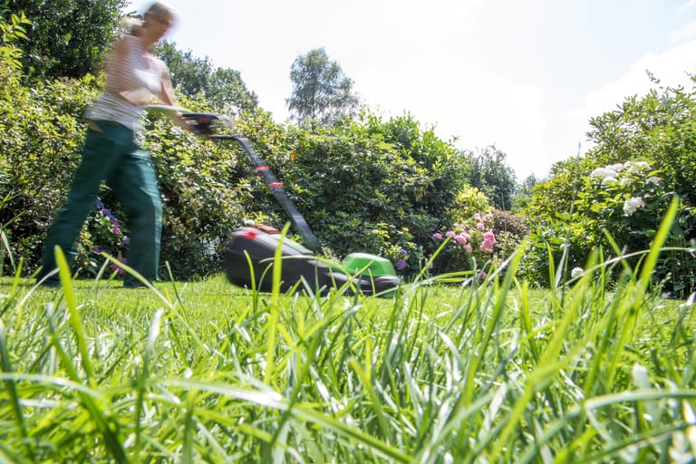 Gartenarbeit: Eine der aufwendigsten Pflanzen im Garten ist das Gras für einen Rasen.