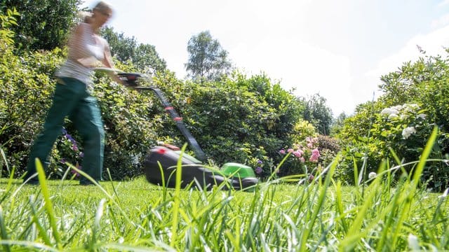 Eine der aufwendigsten Pflanzen im Garten ist das Gras für einen Rasen.