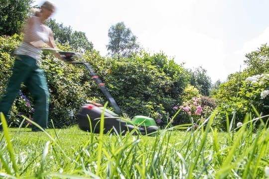 Eine der aufwendigsten Pflanzen im Garten ist das Gras für einen Rasen.