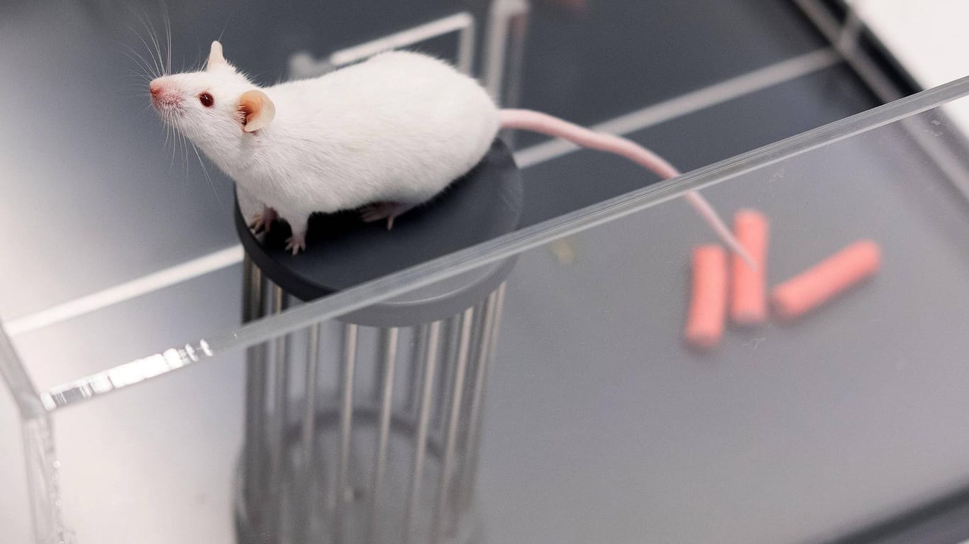 Eine Maus in einem Labor: Millionen Versuchstiere werden getötet, weil sie in der Forschung keine Verwendung finden.