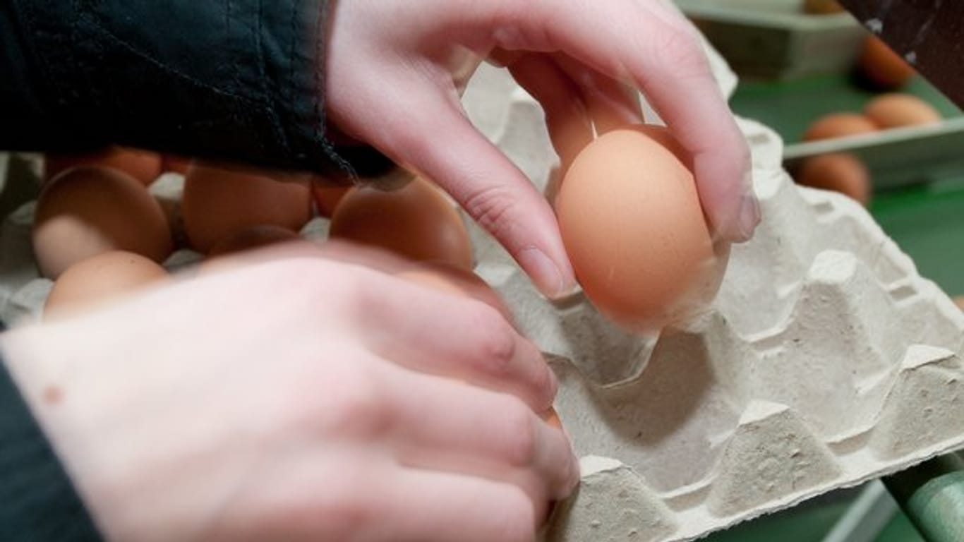 Bei der Bruderhahn Initiative Deutschland (BID) finanzieren die Hennen mit den Eiern das längere Leben ihrer Brüder.