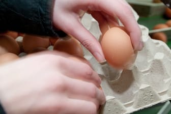 Bei der Bruderhahn Initiative Deutschland (BID) finanzieren die Hennen mit den Eiern das längere Leben ihrer Brüder.
