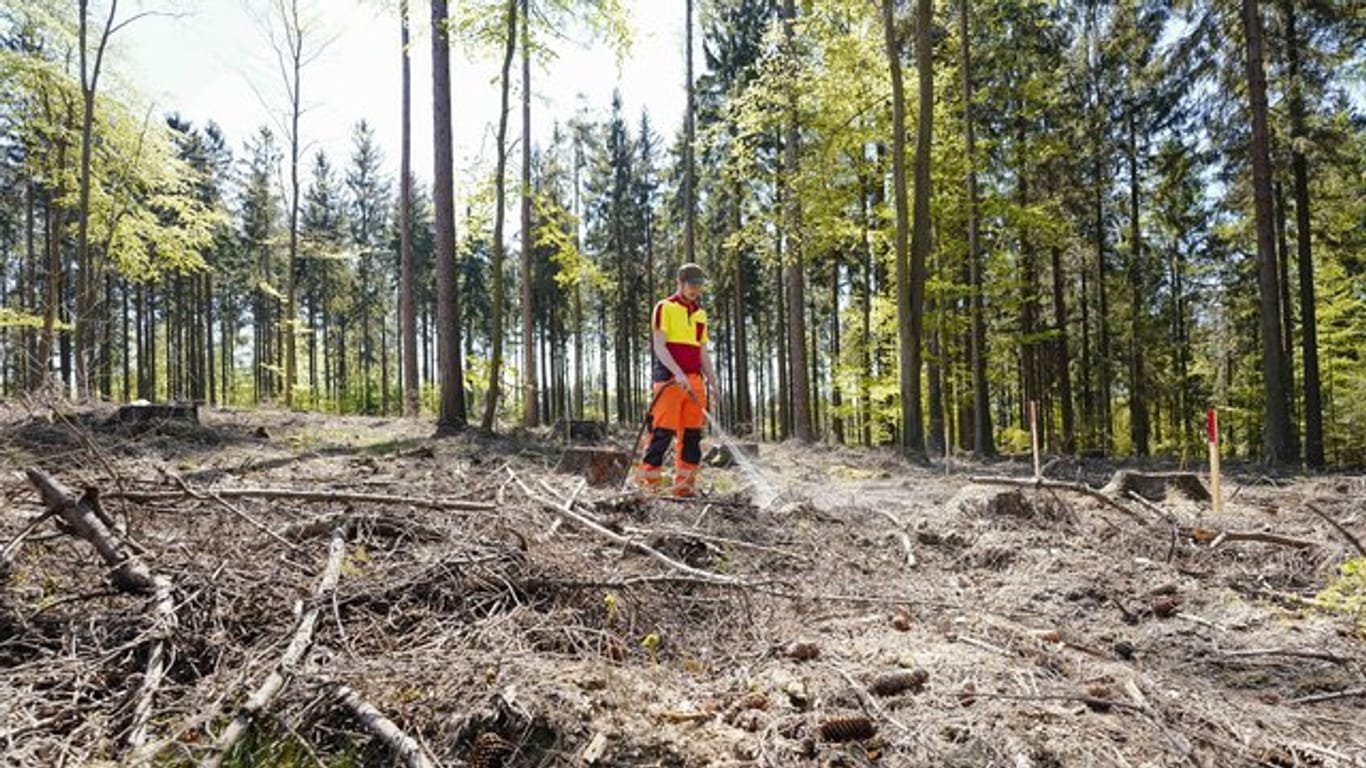 Ein Forstamtsmitarbeiter bewässert junge Bäume auf einer Waldlichtung bei Heidelberg.