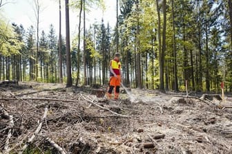 Ein Forstamtsmitarbeiter bewässert junge Bäume auf einer Waldlichtung bei Heidelberg.