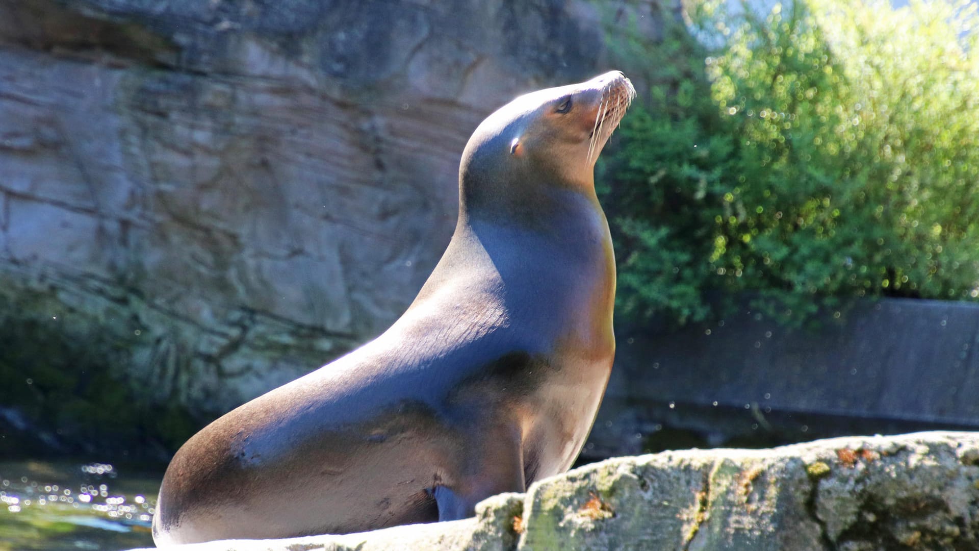 Blick in den Zoo Karlsruhe: Derzeit ist der Zoologische Stadtgarten wegen der Corona-Pandemie geschlossen.