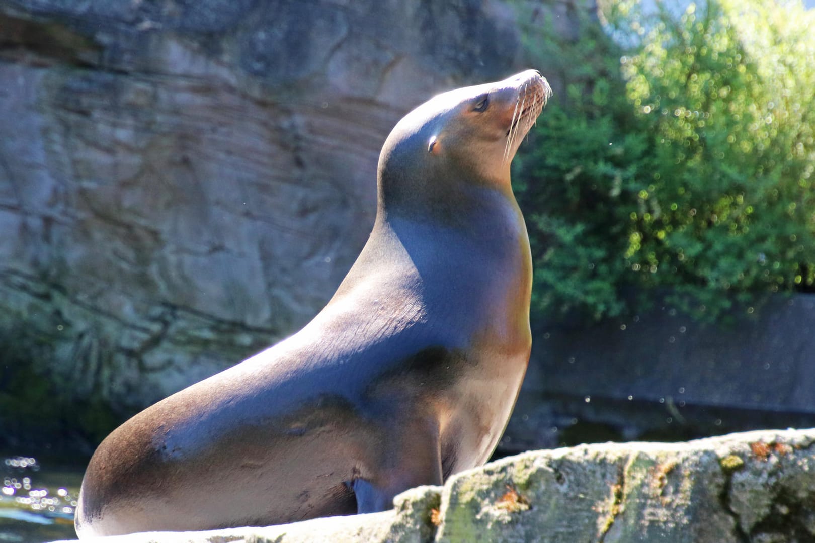 Blick in den Zoo Karlsruhe: Derzeit ist der Zoologische Stadtgarten wegen der Corona-Pandemie geschlossen.