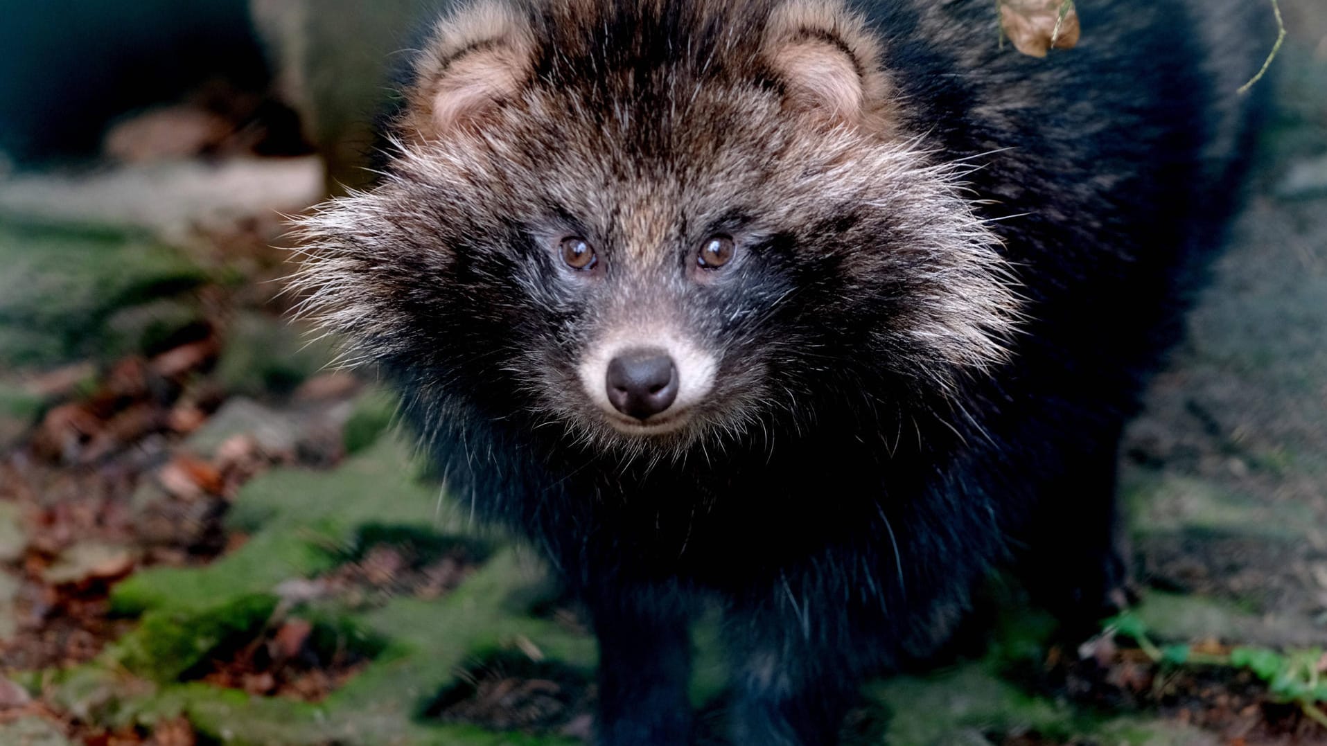 Marderhund in freier Wildbahn. Für Virologe Drosten könnten die Tiere eine wesentliche Rolle bei der Übertragung des Coronavirus auf den Menschen gespielt haben.