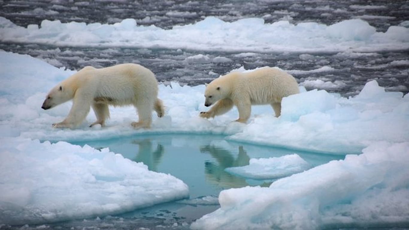 Eisbären gehen auf arktischem Meereis (undatierte Aufnahme).