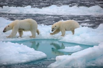 Eisbären gehen auf arktischem Meereis (undatierte Aufnahme).