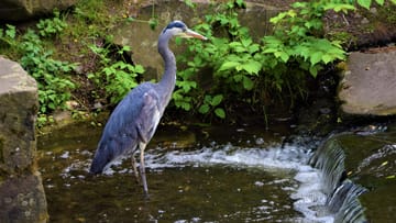 Drei Tipps gegen Graureiher am Gartenteich