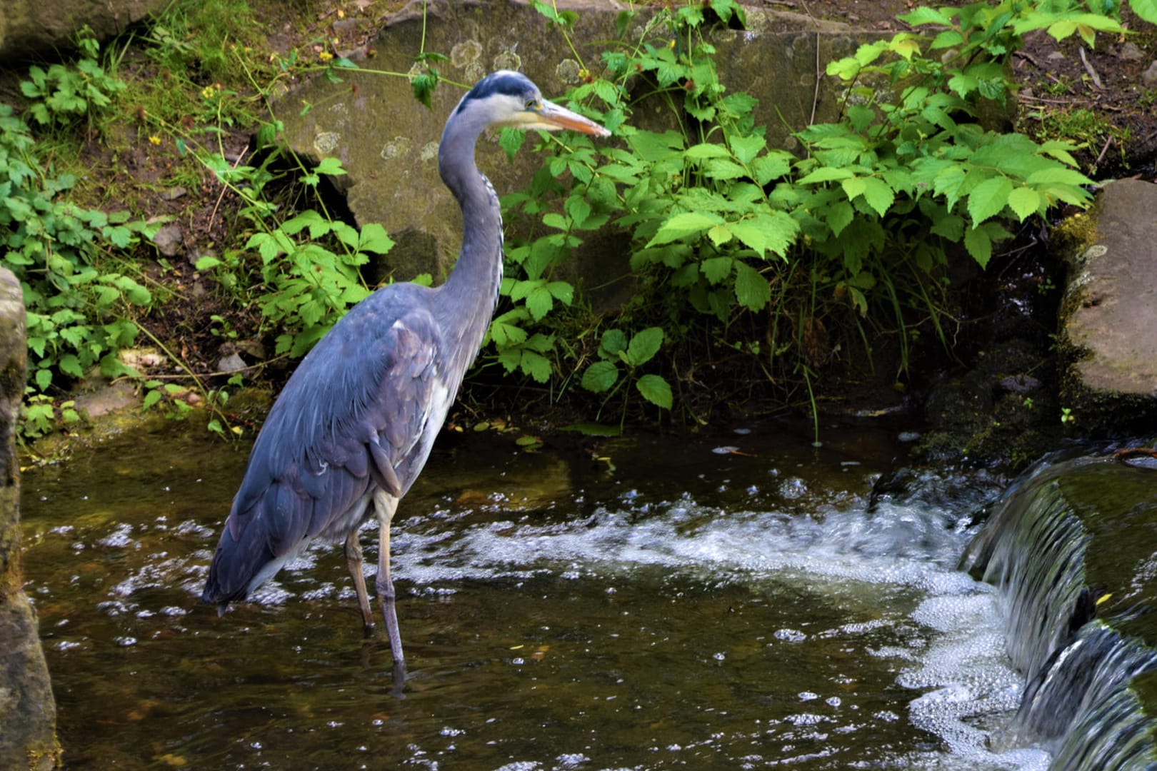 Graureiher: Die großen Vögel sollten Sie von Ihrem Gartenteich fernhalten.