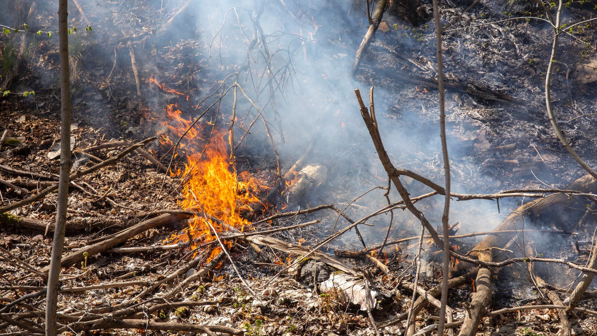 Ein Feuer in einem Wald (Symbolbild): Im Teutoburger Wald bei Bielefeld hat es einen Brand gegeben. Ein Feuer in einem Wald (Symbolbild): Im Teutoburger Wald bei Bielefeld hat es einen Brand gegeben.