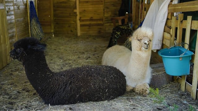 Alpakas liegen in einem Verschlag in der Alpakafarm "Hirtenaue".