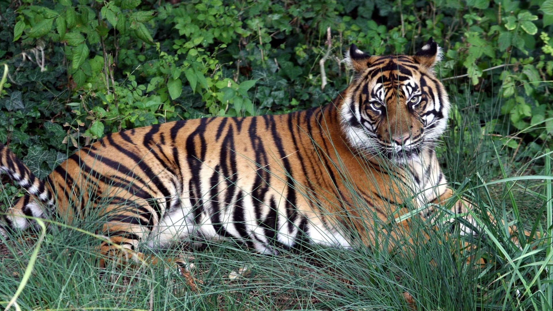 Malea liegt faul im Freigehege des Zoo Frankfurt: Die Großkatze stammt aus dem Tierpark Berlin.