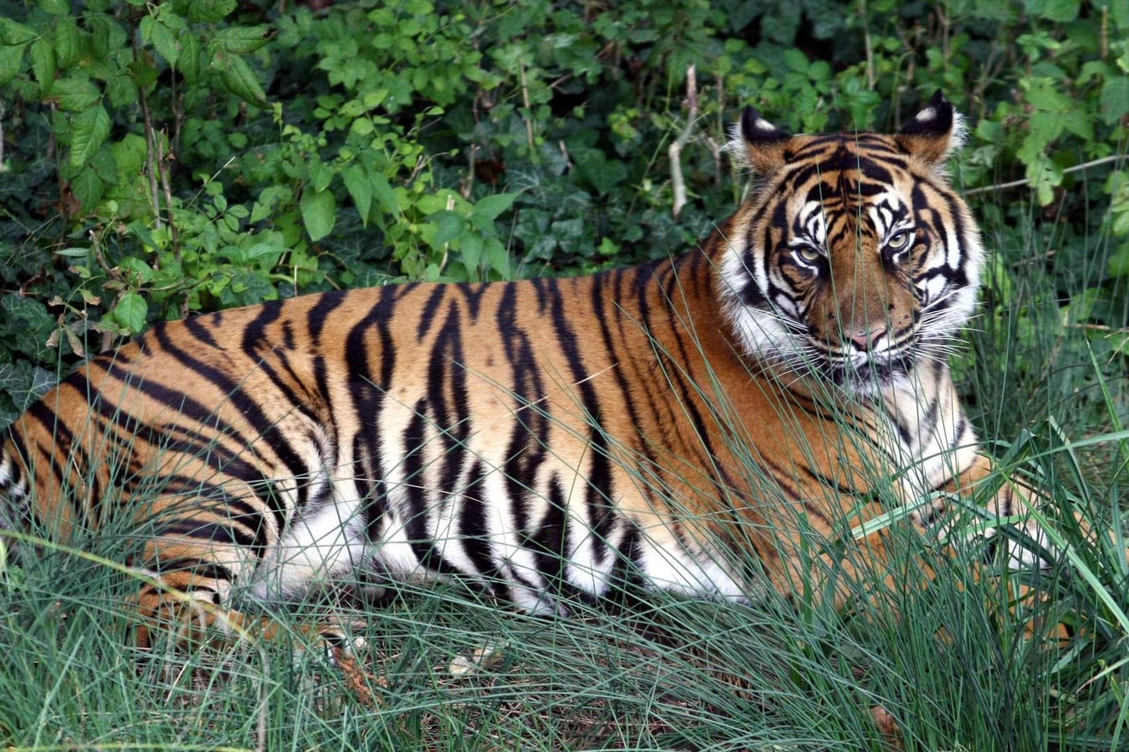 Malea liegt faul im Freigehege des Zoo Frankfurt: Die Großkatze stammt aus dem Tierpark Berlin.