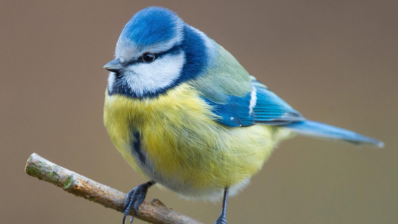 Blaumeise (Cyanistes caeruleus): In Hessen wurde im Frühjahr 2020 ein vermehrtes Meisensterben beobachtet. (Symbolfoto)