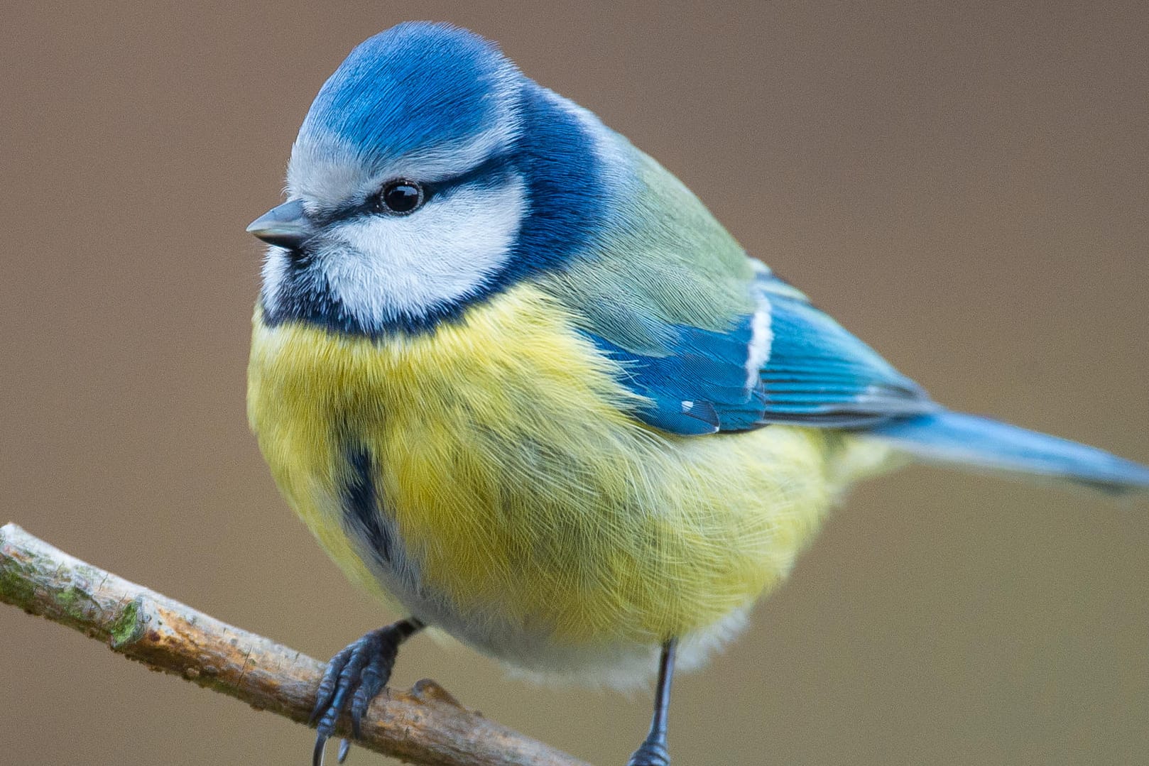 Blaumeise (Cyanistes caeruleus): In Hessen wurde im Frühjahr 2020 ein vermehrtes Meisensterben beobachtet. (Symbolfoto)