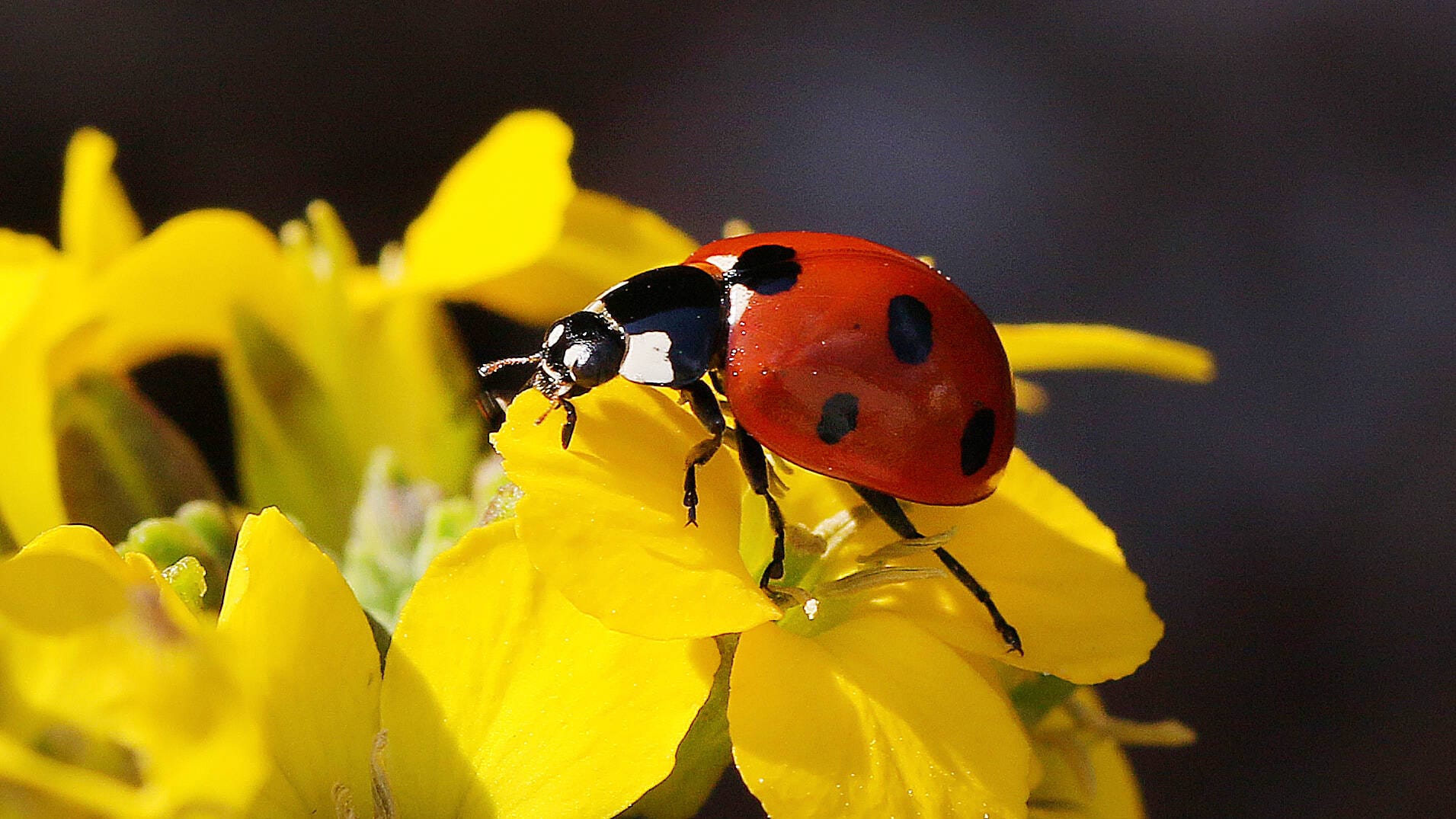 Marienkäfer (Coccinellidae): Er gehört wohl zu den beliebtesten Käfern und ist im heimischen Garten willkommen.