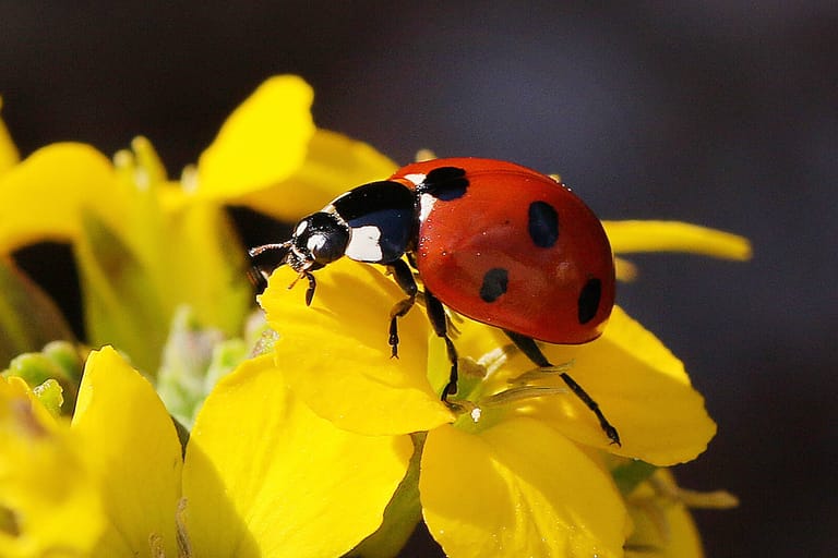 Marienkäfer (Coccinellidae): Er gehört wohl zu den beliebtesten Käfern und ist im heimischen Garten willkommen.
