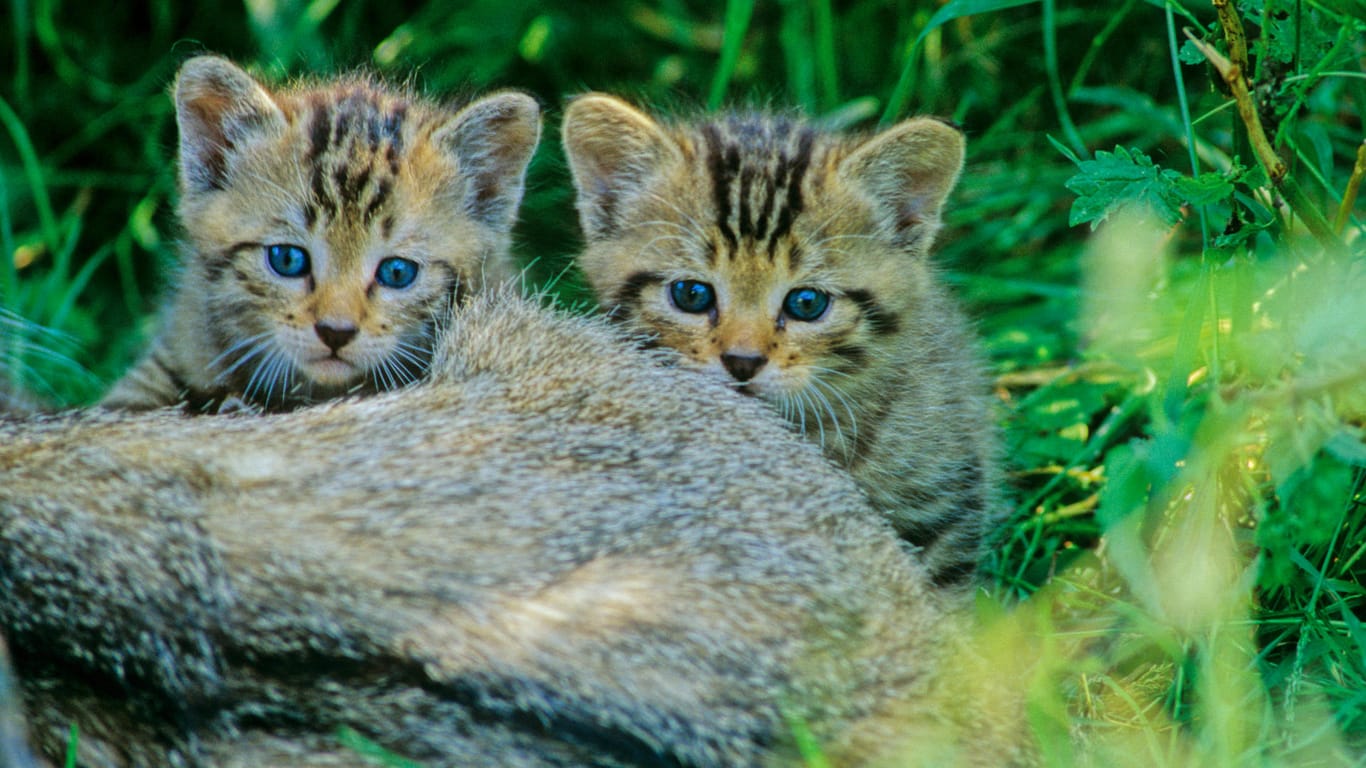 Junge Wildkatzen: Kleine Kätzchen im Wald sollten Sie nicht anfassen oder mitnehmen.