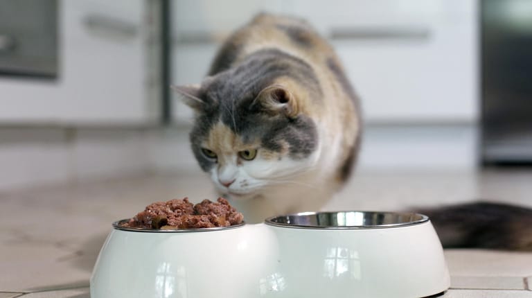 Artgerechte Nahrung: Katzen brauchen hochwertiges, gut verdauliches Eiweiß, Vitamine, Mineralstoffe und Fettsäuren.