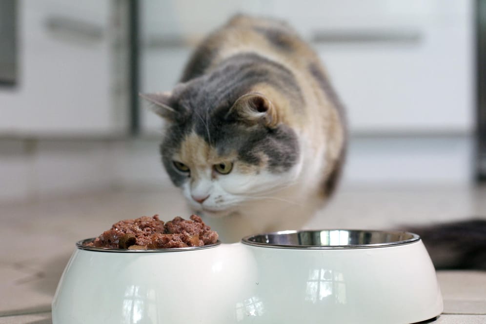 Artgerechte Nahrung: Katzen brauchen hochwertiges, gut verdauliches Eiweiß, Vitamine, Mineralstoffe und Fettsäuren.