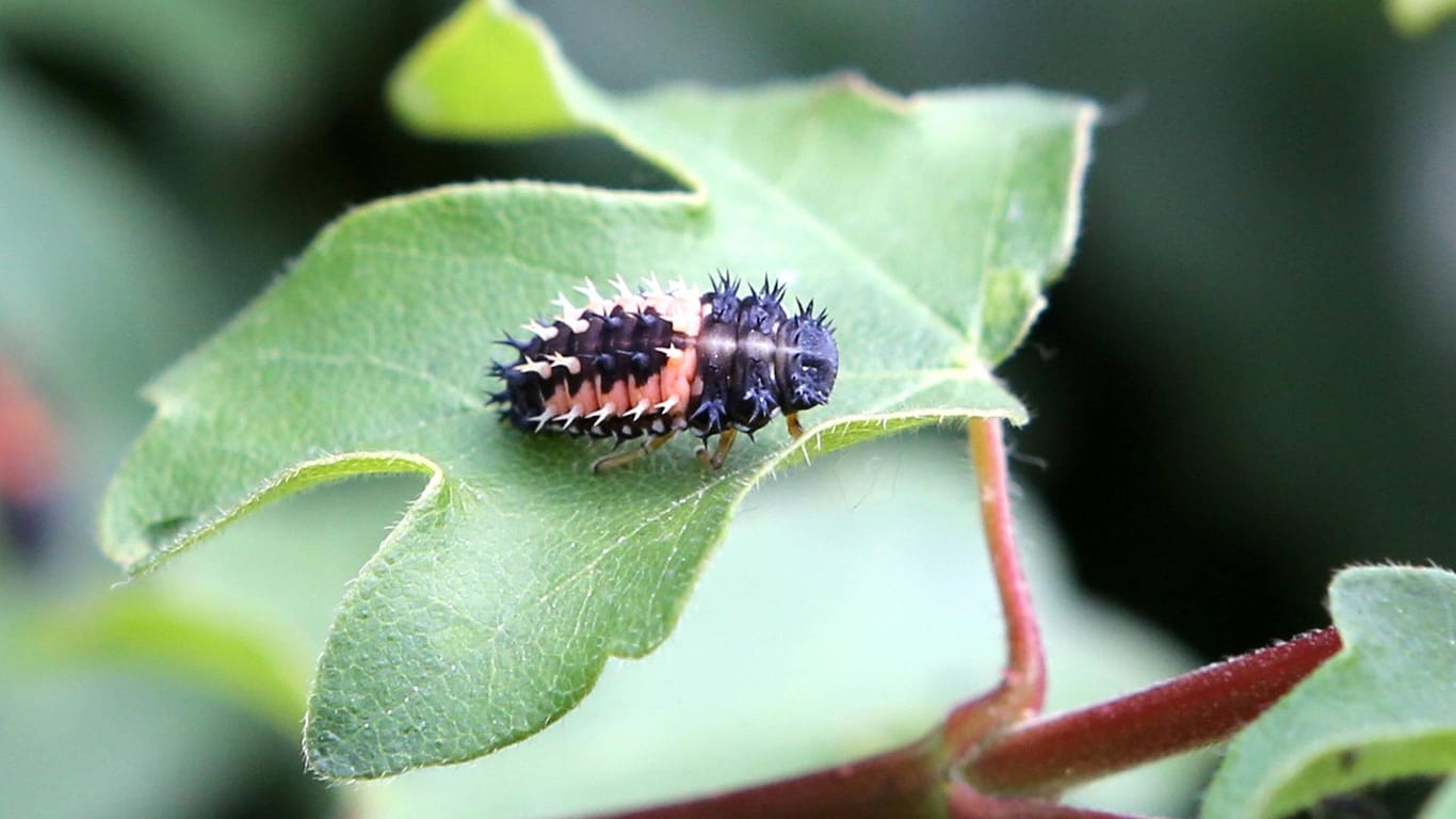 Larve eines Marienkäfers (Coccinellidae): Sie ernährt sich von Blattläusen.