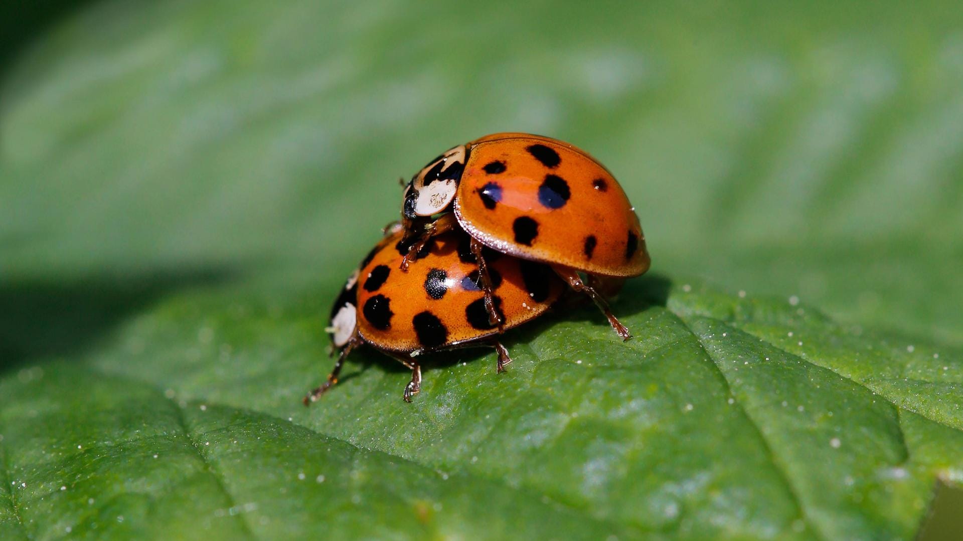 Asiatische Harlekin-Marienkäfer (Harmonia axyridis): Männchen und Weibchen paaren sich.