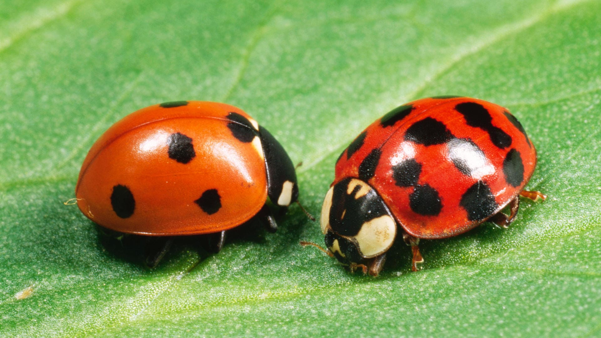 Siebenpunkt-Marienkäfer (l.) und Asiatischer Harlekin-Marienkäfer: Sie besitzen unterschiedlich viele Punkte.