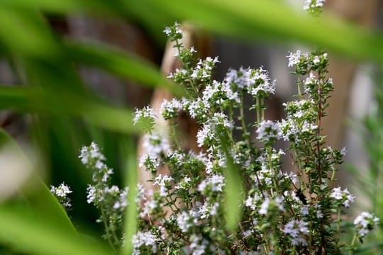 Gartengestaltung: Thymian macht sich im Garten gut – und versprüht das Gefühl unberührter Natur.