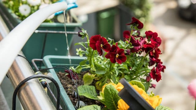 Damit die Balkonpflanzen schön blühen: Blumen dosiert und regelmäßig gießen.