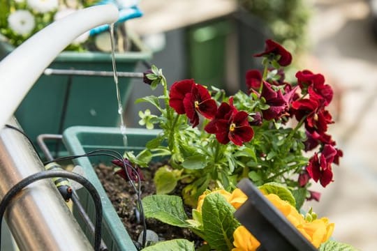 Damit die Balkonpflanzen schön blühen: Blumen dosiert und regelmäßig gießen.