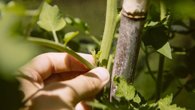 Tomatenpflanze: Der Geiztrieb wächst zwischen dem Haupt- und dem Seitentrieb.