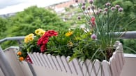 Kompost bis Rankgitter: Was Mieter auf dem Balkon pflanzen dürfen
