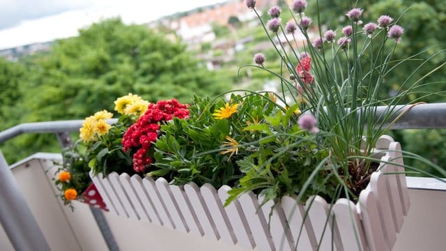 Mieter dürfen ihren Balkon nach ihrem Geschmack begrünen, solange sie andere nicht stören oder gefährden.