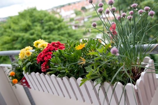 Mieter dürfen ihren Balkon nach ihrem Geschmack begrünen, solange sie andere nicht stören oder gefährden.