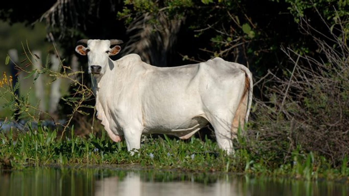 Ein Rind steht im Sumpfgebiet Pantanal im Bundesstaat Mato Grosso im Wasser (Archiv).