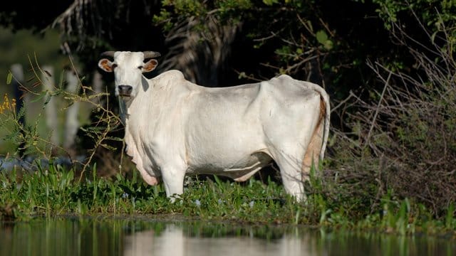 Ein Rind steht im Sumpfgebiet Pantanal im Bundesstaat Mato Grosso im Wasser (Archiv). Ein Rind steht im Sumpfgebiet Pantanal im Bundesstaat Mato Grosso im Wasser (Archiv).