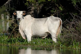 Ein Rind steht im Sumpfgebiet Pantanal im Bundesstaat Mato Grosso im Wasser (Archiv).