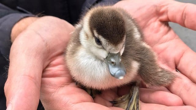 Ein Feuerwehrmann hält ein Nilgansküken in der Hand: Elf Küken sind von einer Dachrinne auf die Straße gestürzt.