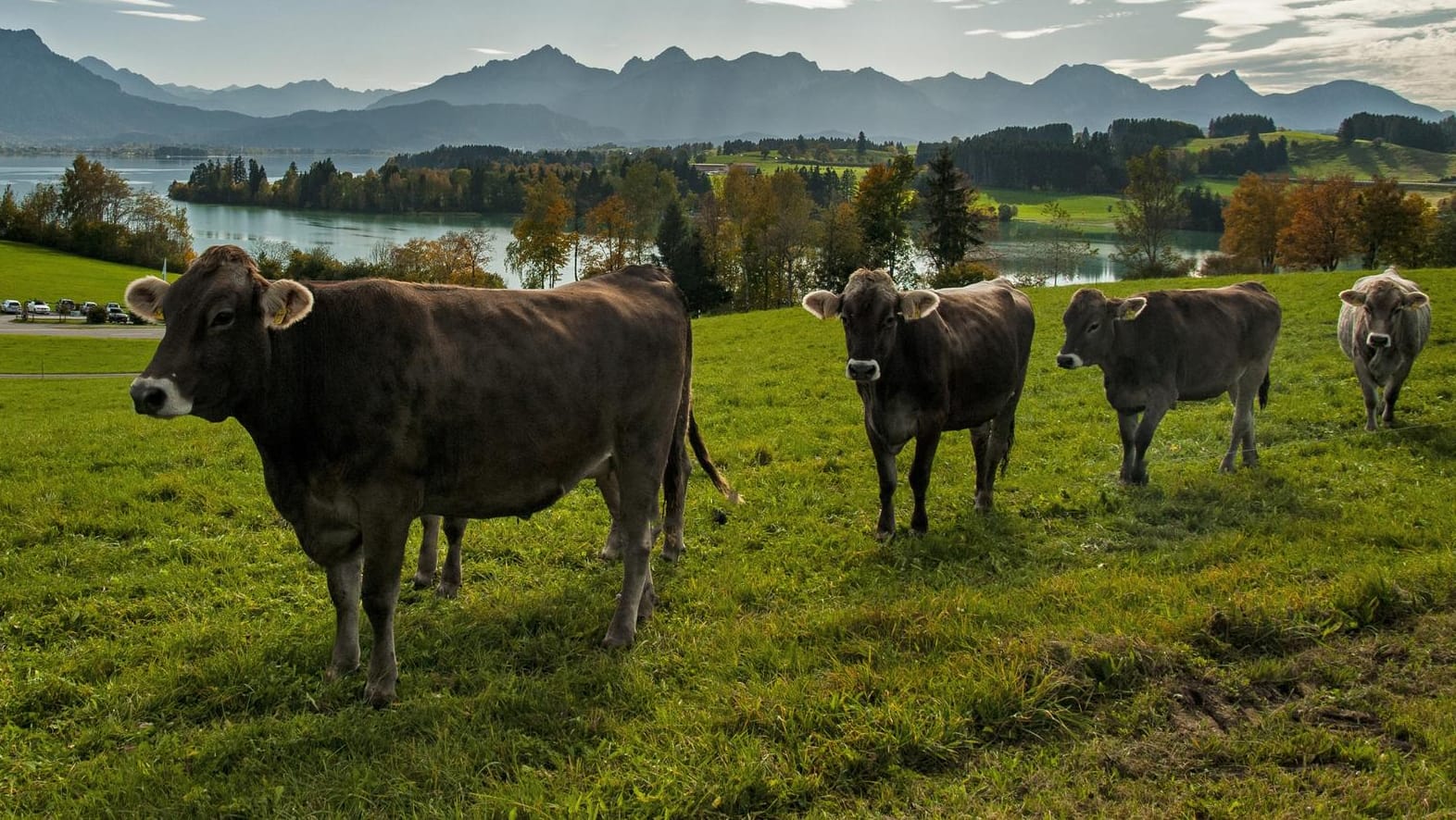 Ungewöhnlicher Ausflug: Eine Kuh sorgte am Murner See für einen Polizeieinsatz. (Symbolbild)