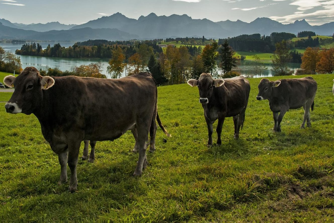 Ungewöhnlicher Ausflug: Eine Kuh sorgte am Murner See für einen Polizeieinsatz. (Symbolbild)