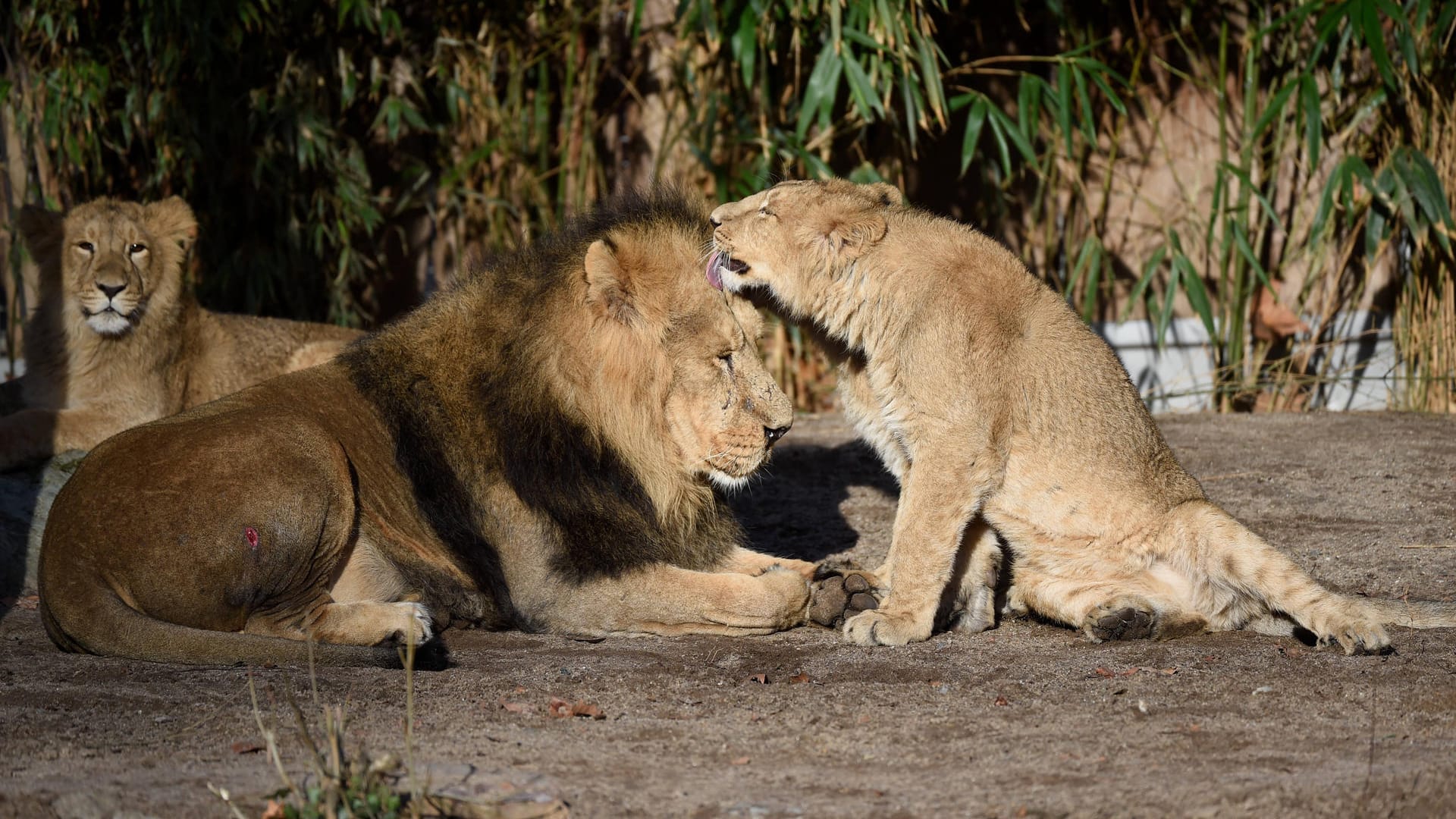 Löwen im Frankfurter Zoo: Nach wochenlanger Schließung öffnet der beliebte Zoo wieder. Löwen im Frankfurter Zoo: Nach wochenlanger Schließung öffnet der beliebte Zoo wieder.