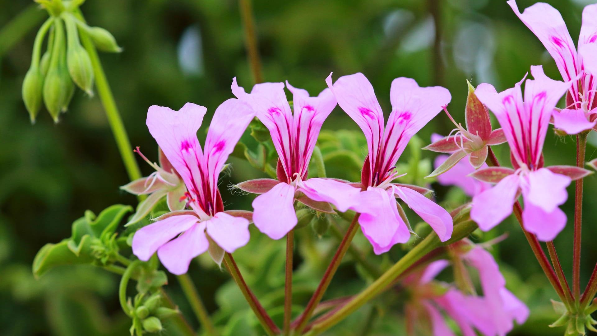 Hängegeranie (Pelargonium peltatum): Die Wildform wächst in Südafrika.