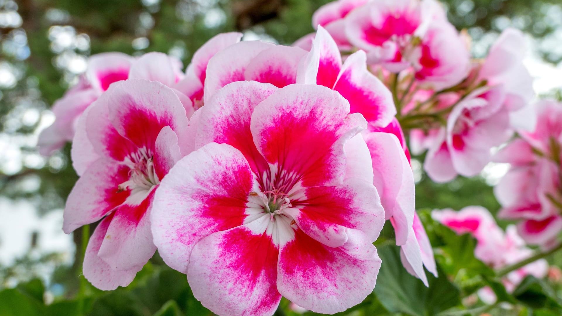 Geranie (Pelargonium spec.): Beliebt sind zweifarbig blühende Geraniensorten.