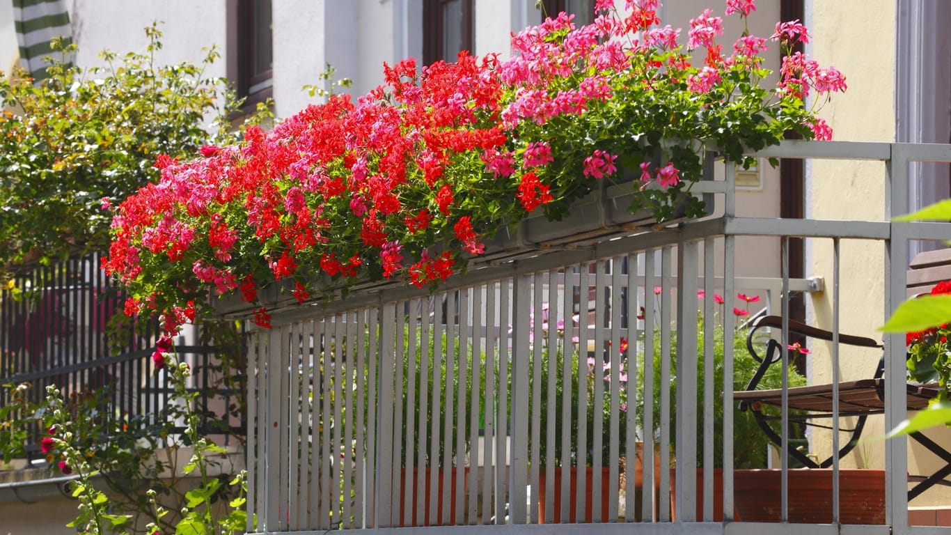 Geranien (Pelargonium): In Balkonkästen bieten üppig wachsende Exemplare auch einen Sichtschutz.