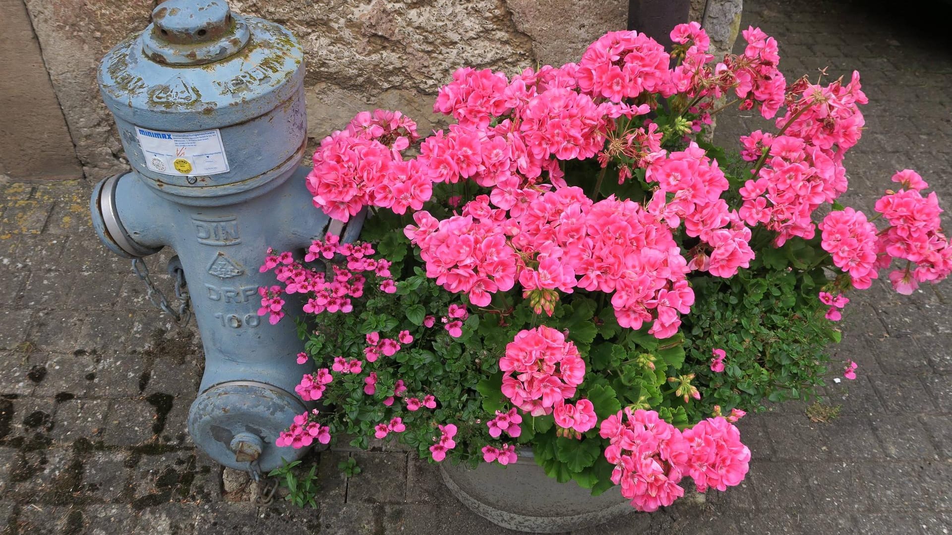 Stehende Geranien (Pelargonium x hortorum): Sie wirken dekorativ in großen Pflanzgefäßen.