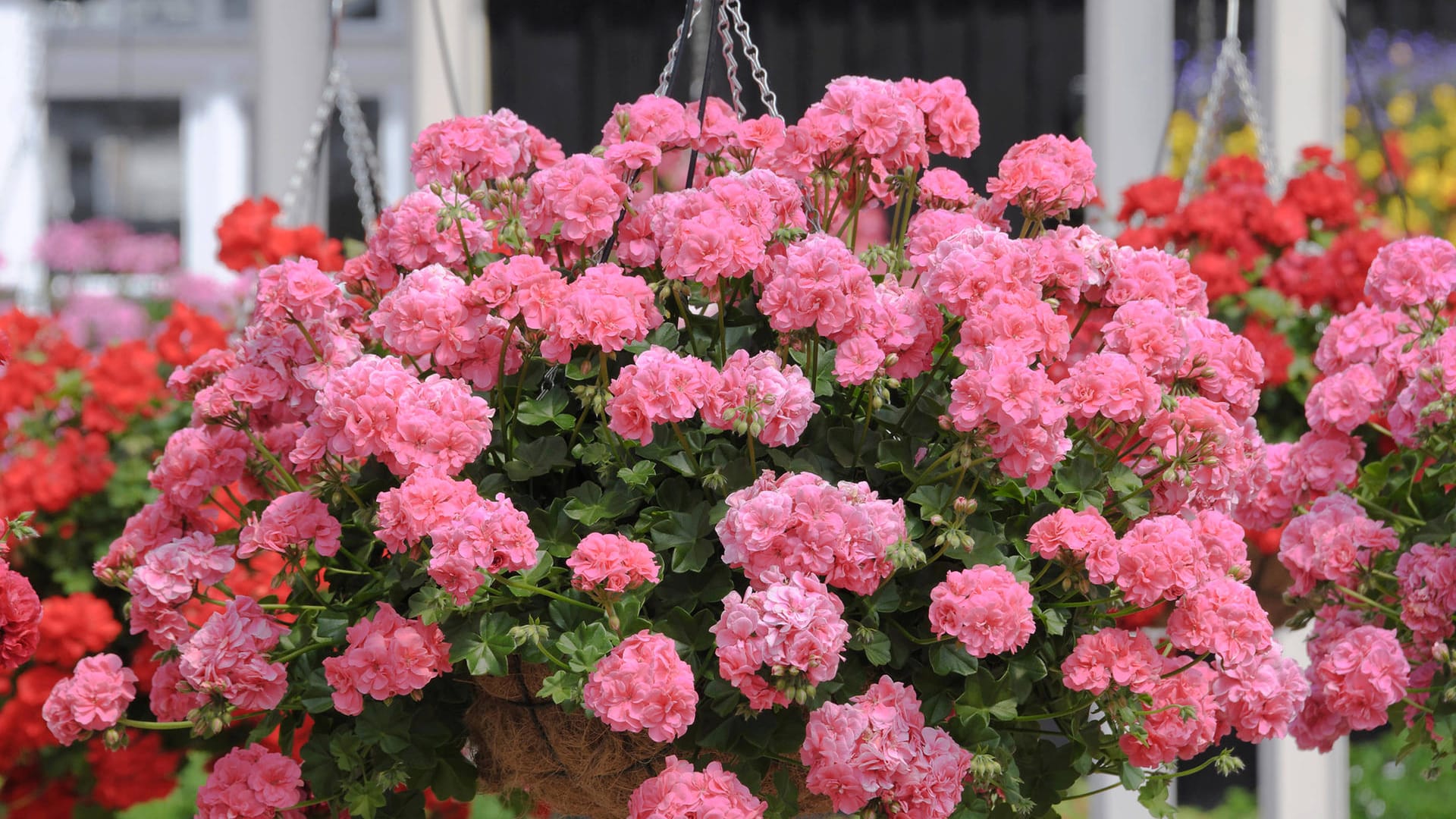 Hängegeranien: (Pelargonium peltatum): In Blumenampeln sind sie ein echter Hingucker.